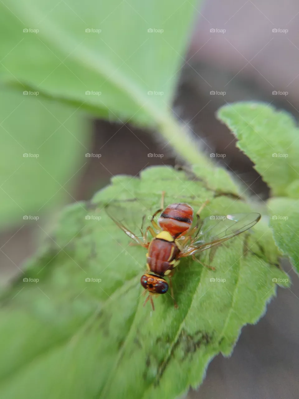 fly