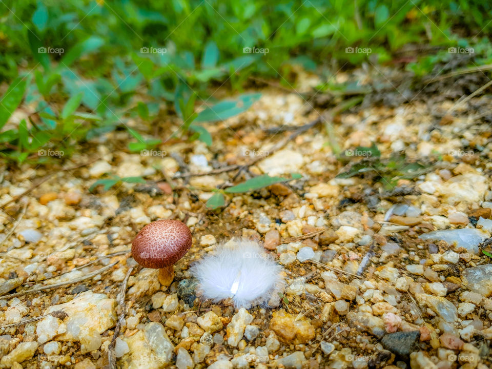 small mushroom on small rocky area