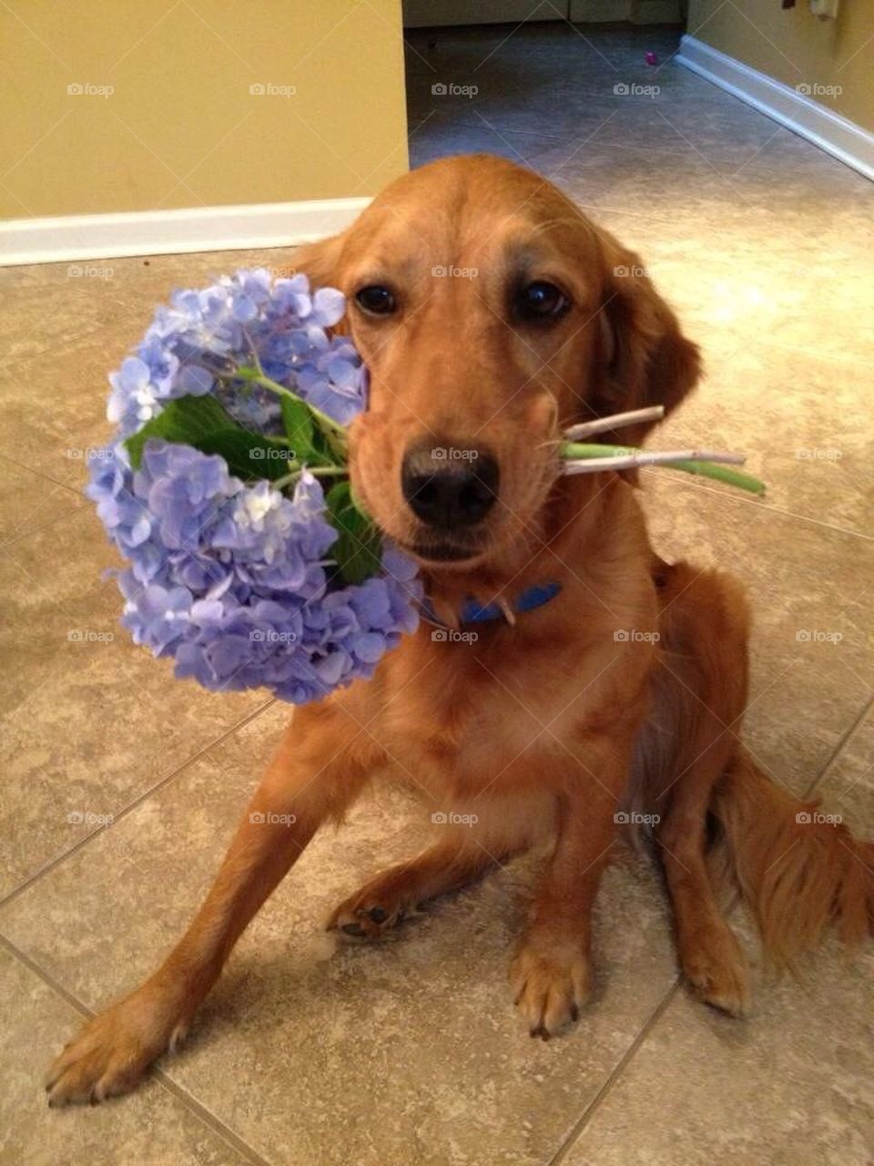 Flower pup