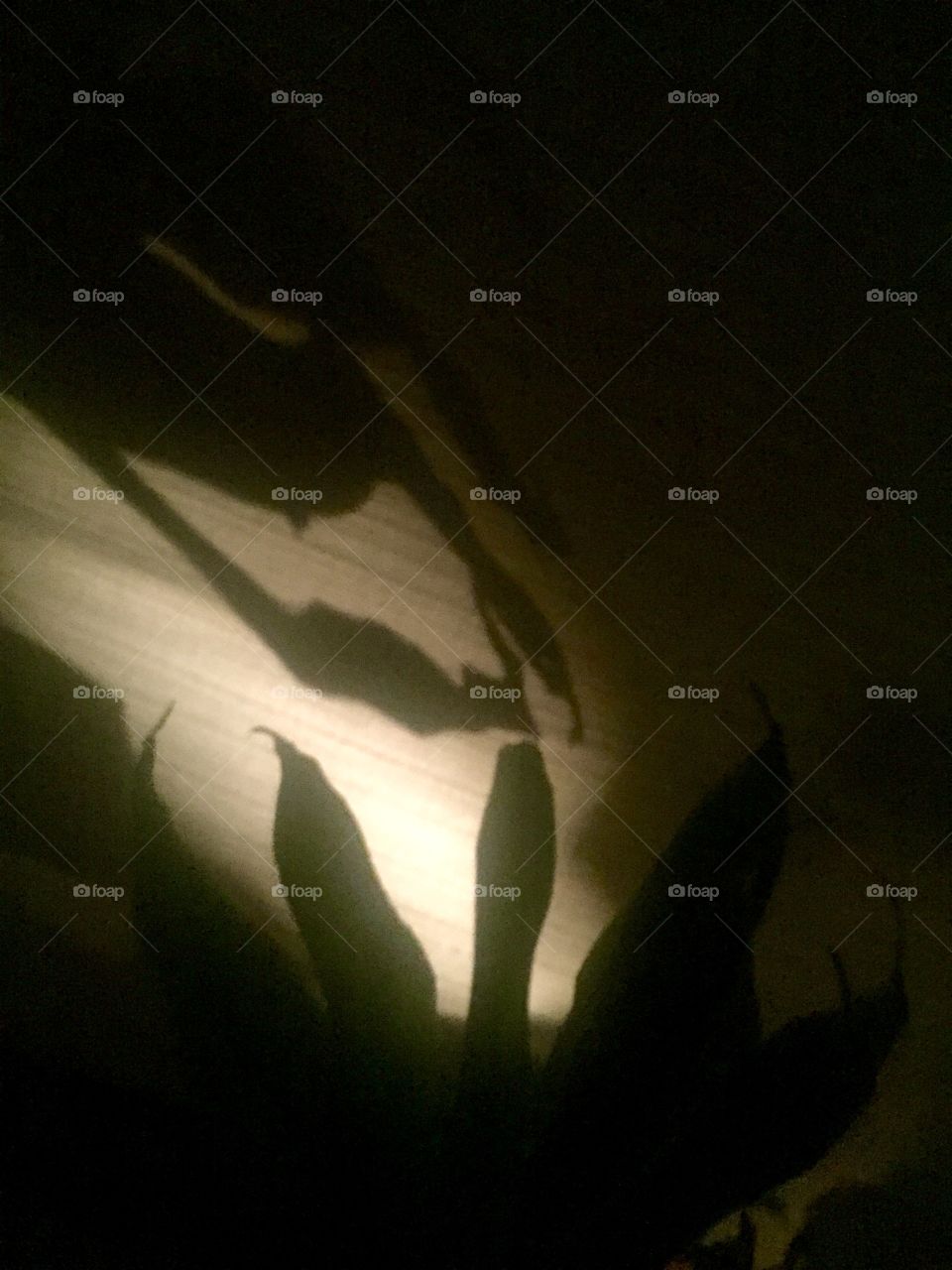 Plant shadows on neutral background