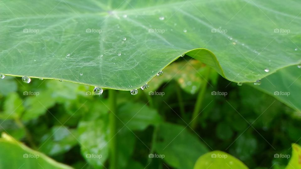 Rain drops on leaf blade