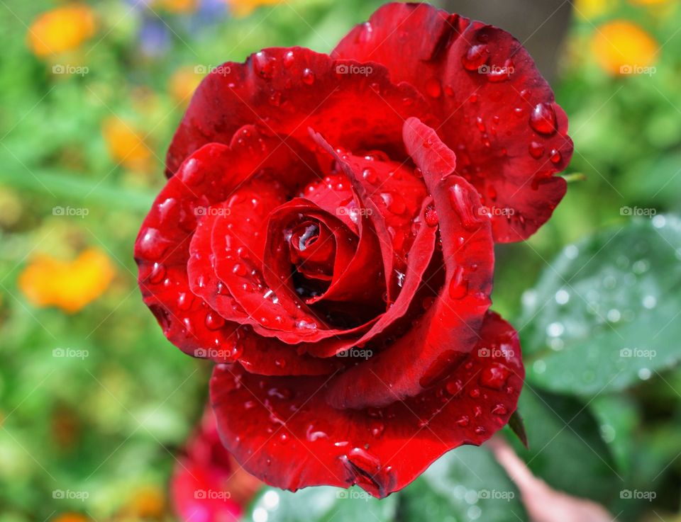 Closeup of beauty rose
