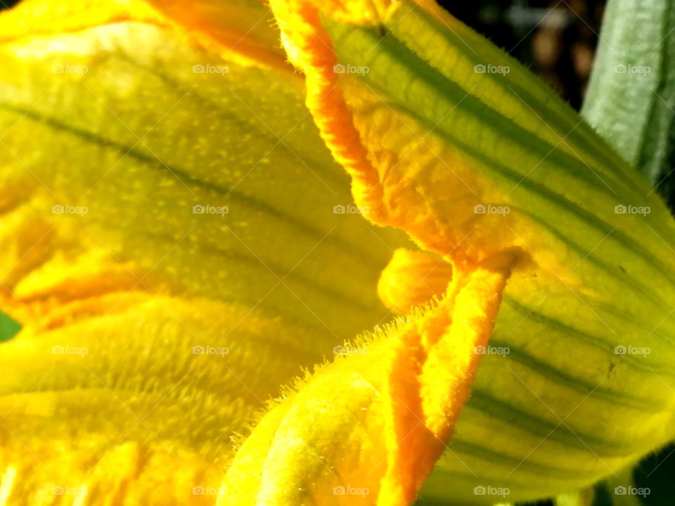 In the garden with flowers and pollinators! 🌼🐝🐞