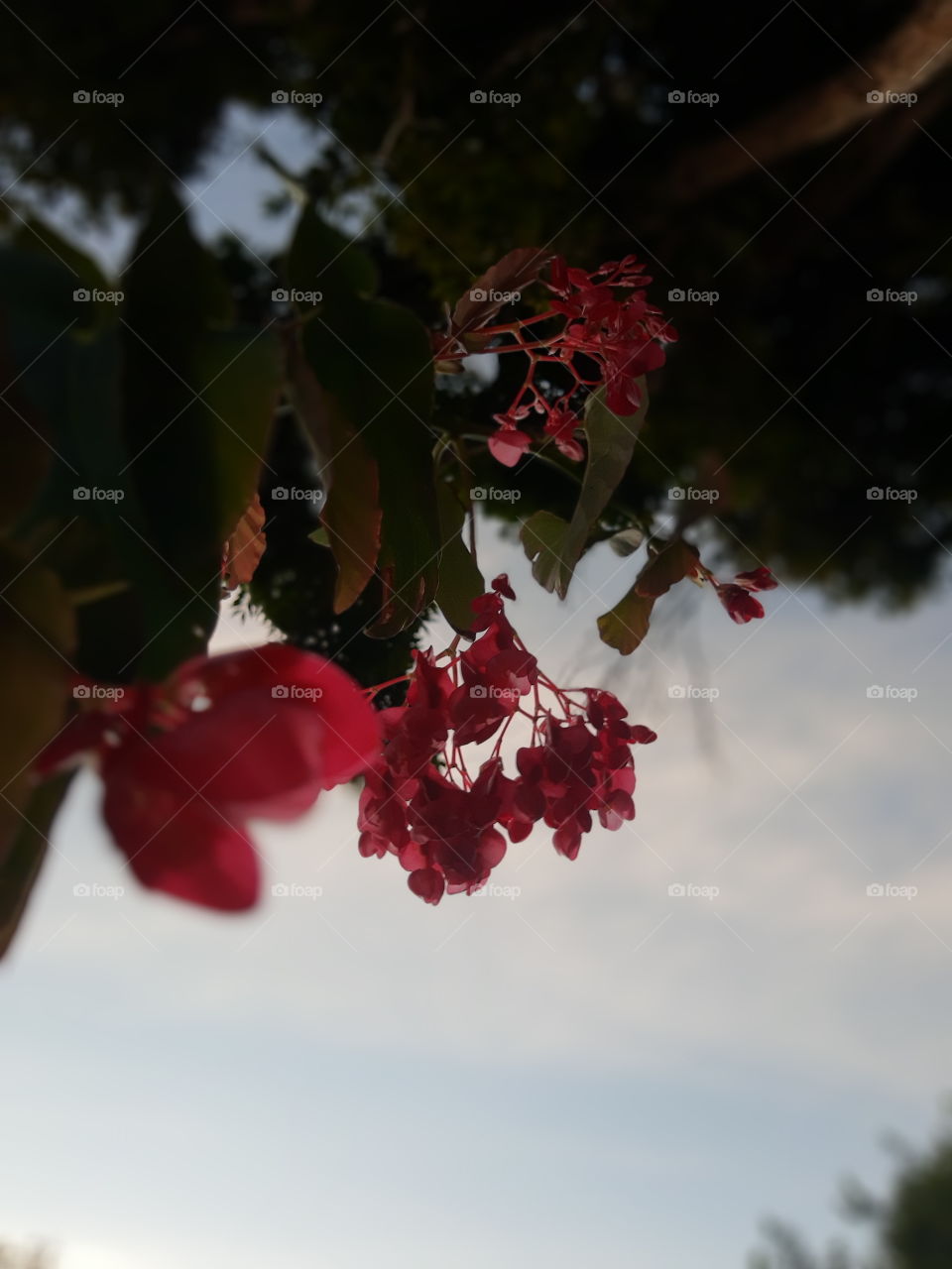 red flower and sky