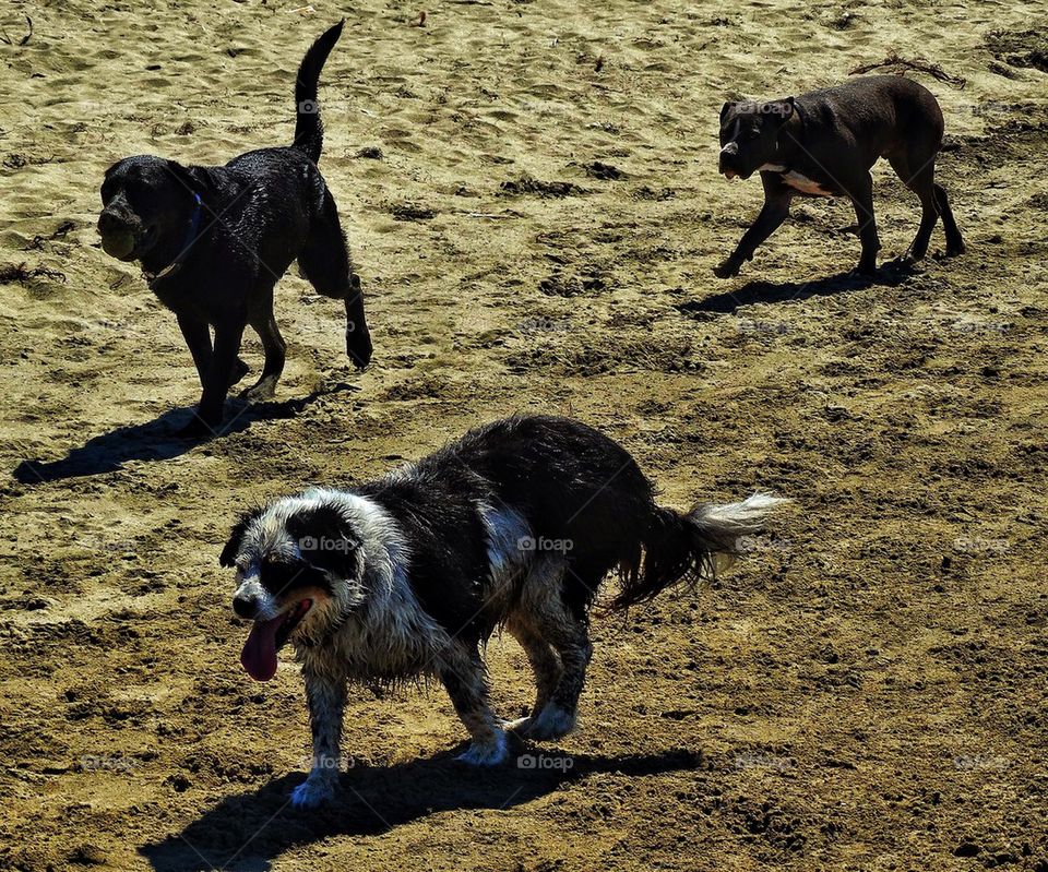 Pack of dogs on a beach