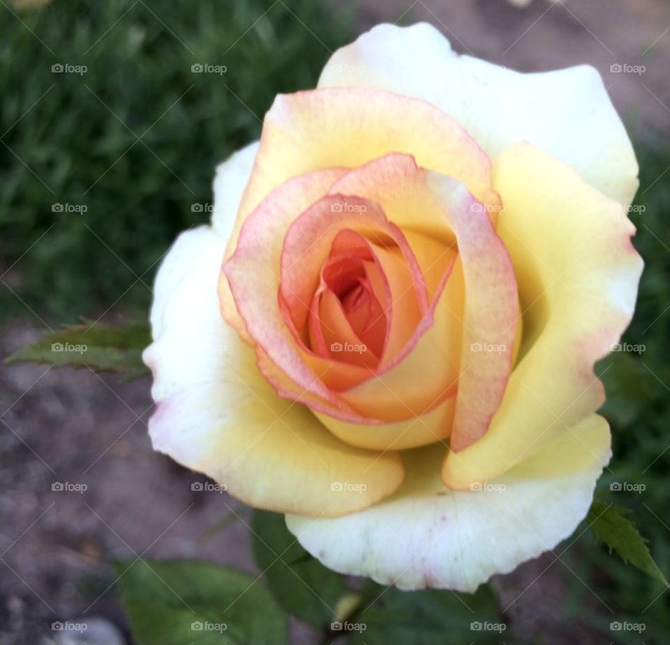 🌹 🇺🇸 Very beautiful flowers to brighten our day. Live nature and its beauty. Did you like the delicate petals? / 🇧🇷 Flores muito bonitas para alegrar nosso dia. Viva a natureza e sua beleza. Gostaram das pétalas delicadas?