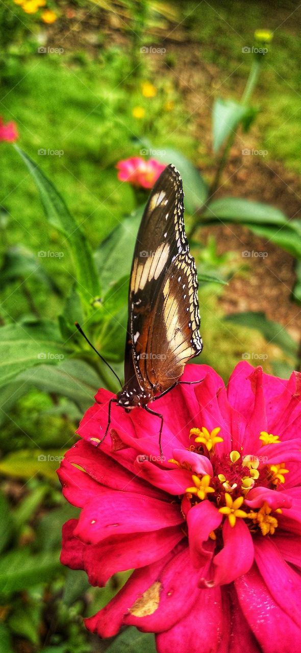 a beautiful butterfly perched on a blooming zinnia flower