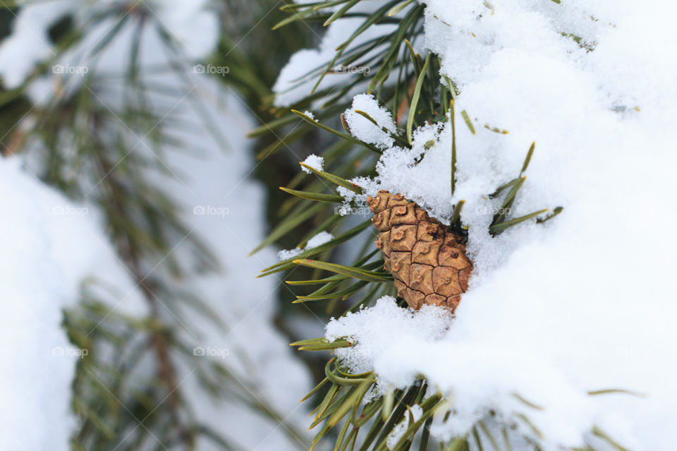 pine cone on a pine tree in winter