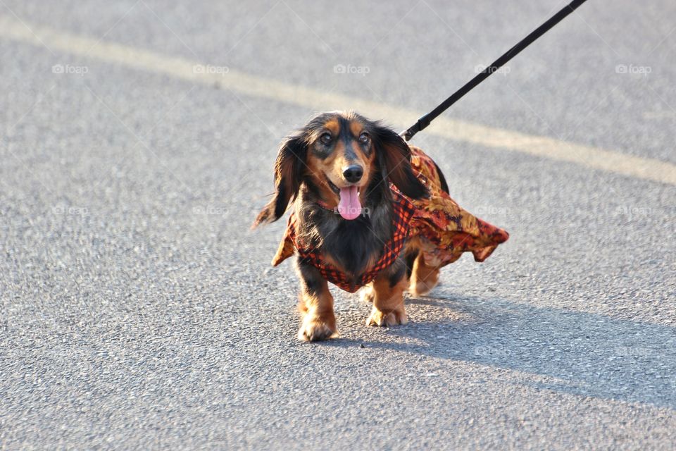 dachshund dressed up