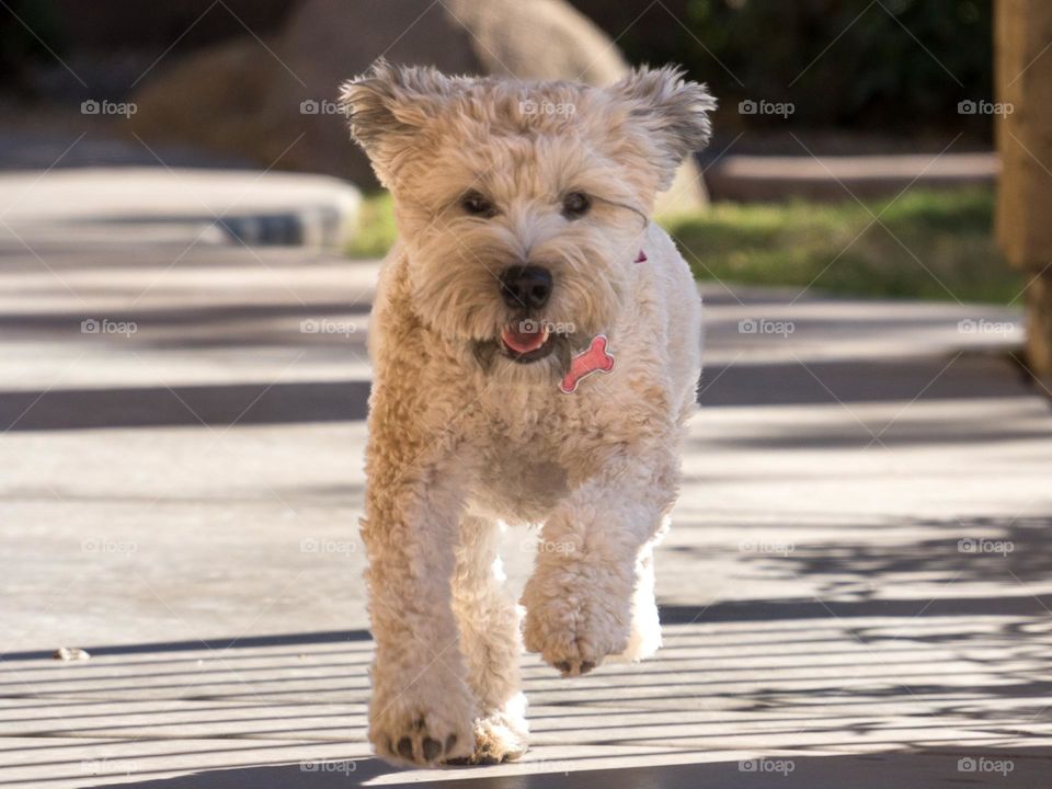 Our soft coated wheaten terrier is a ball of energy and was enjoying the cool fall weather