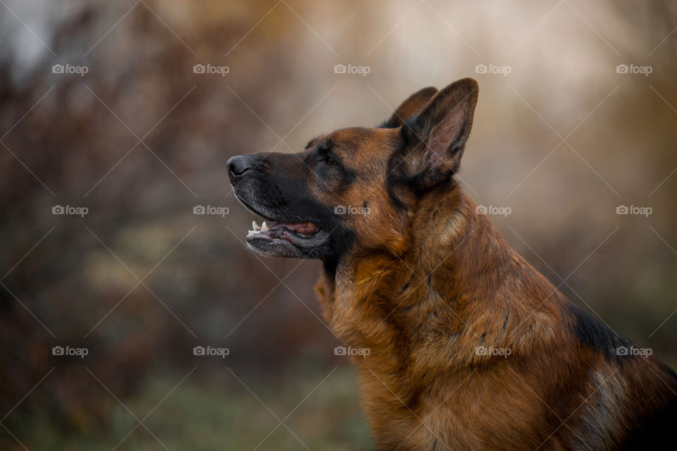 German shepherd dog portrait at autumn garden