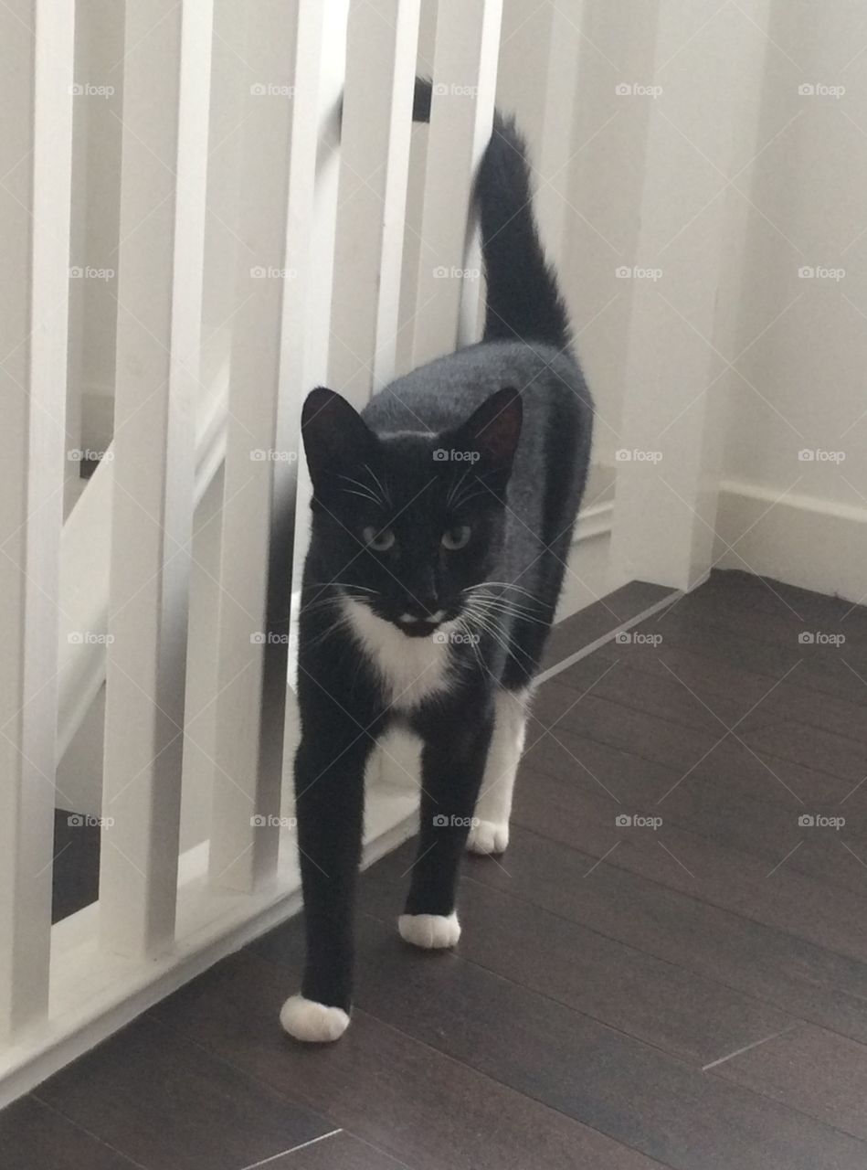 Dainty female black and white cat on staircase landing
