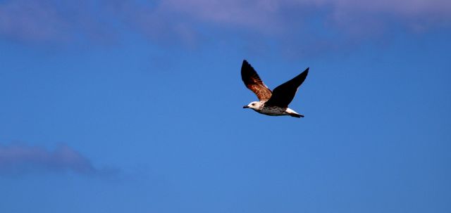 Blue bird