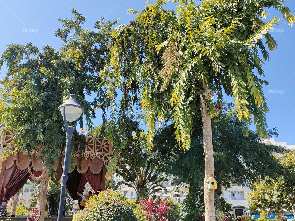 Portsaid trees and decoration