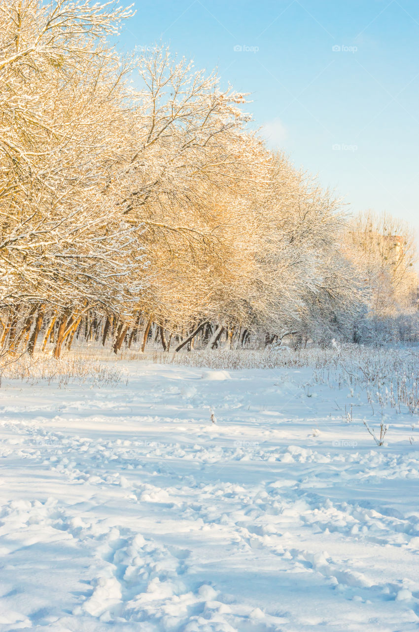 Forest in every season