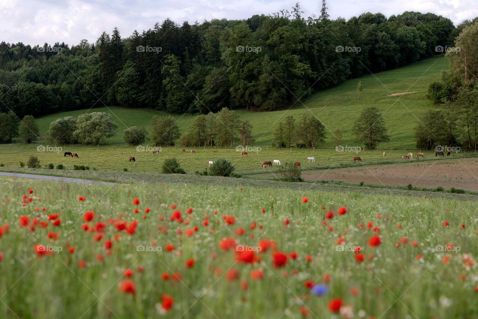 Horses graze in the meadow. Poppy field in the foreground