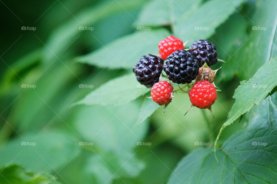 Wild Raspberries 