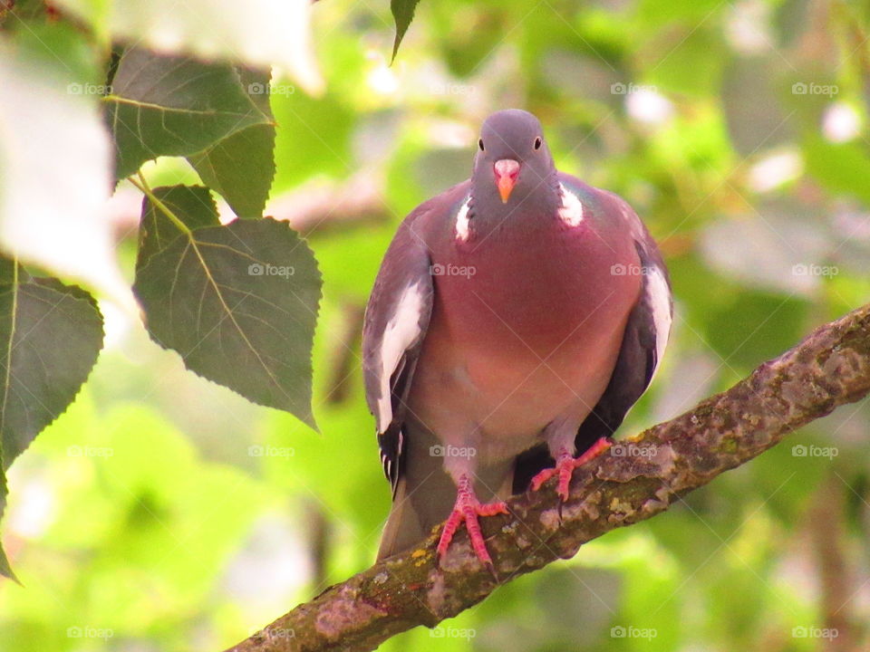 perched