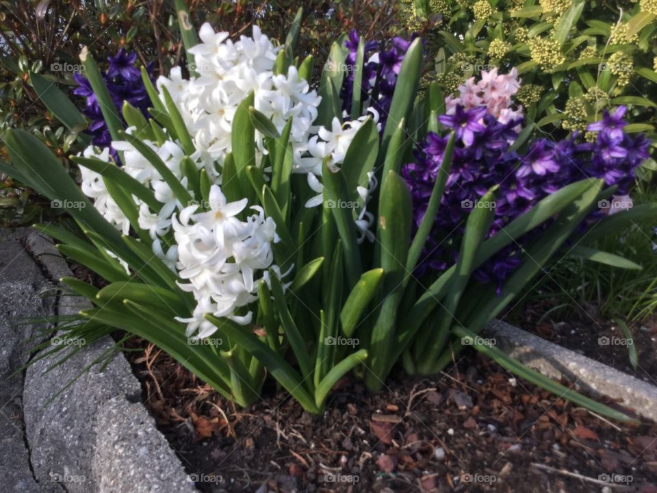 Hydrangea in my Family’s Garden blooming in the Springtime 