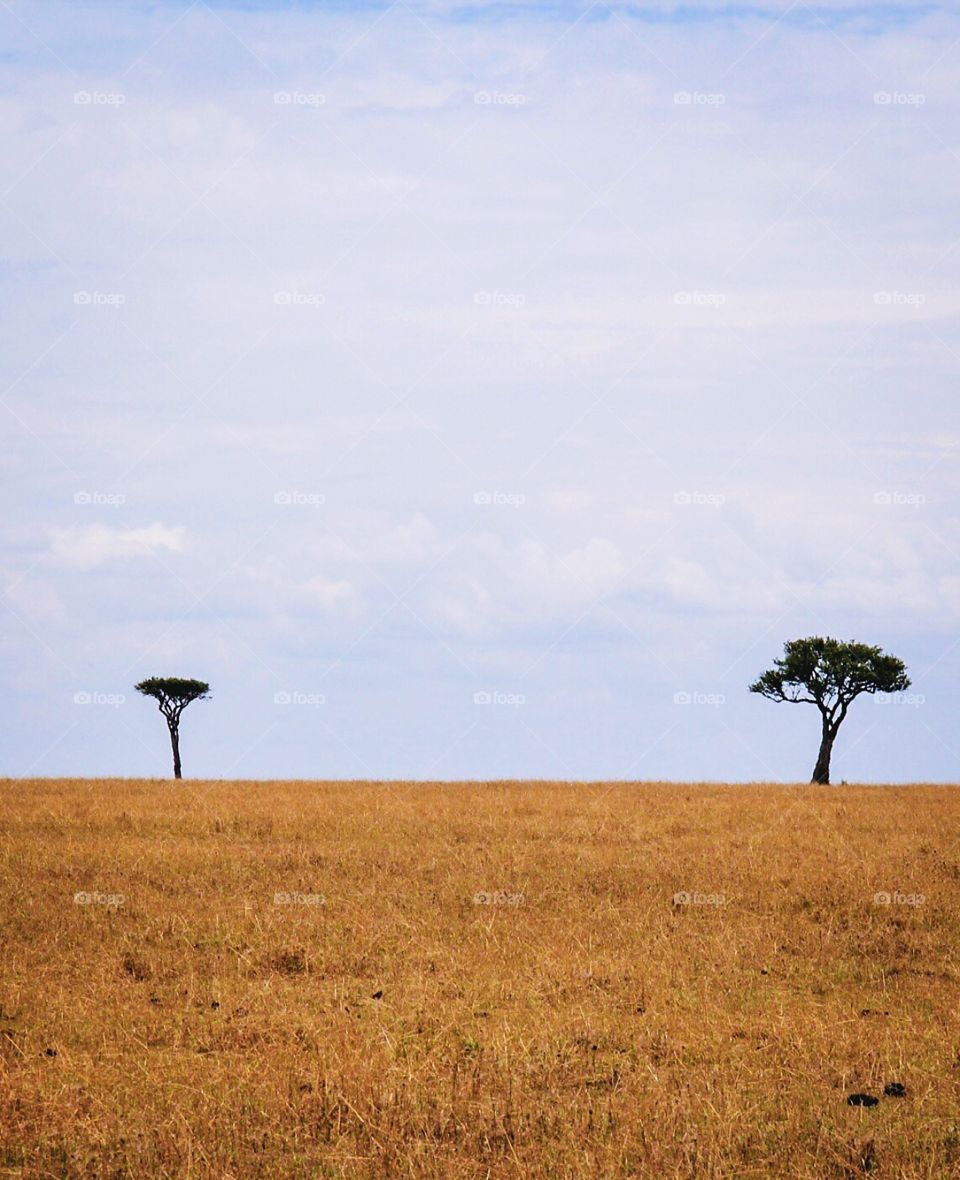 2 Maasai Trees