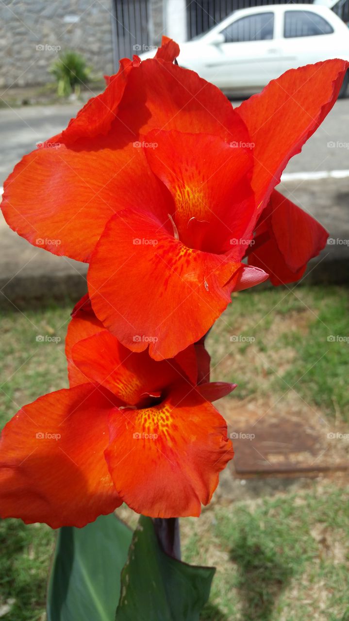 Close-up of bright red flower