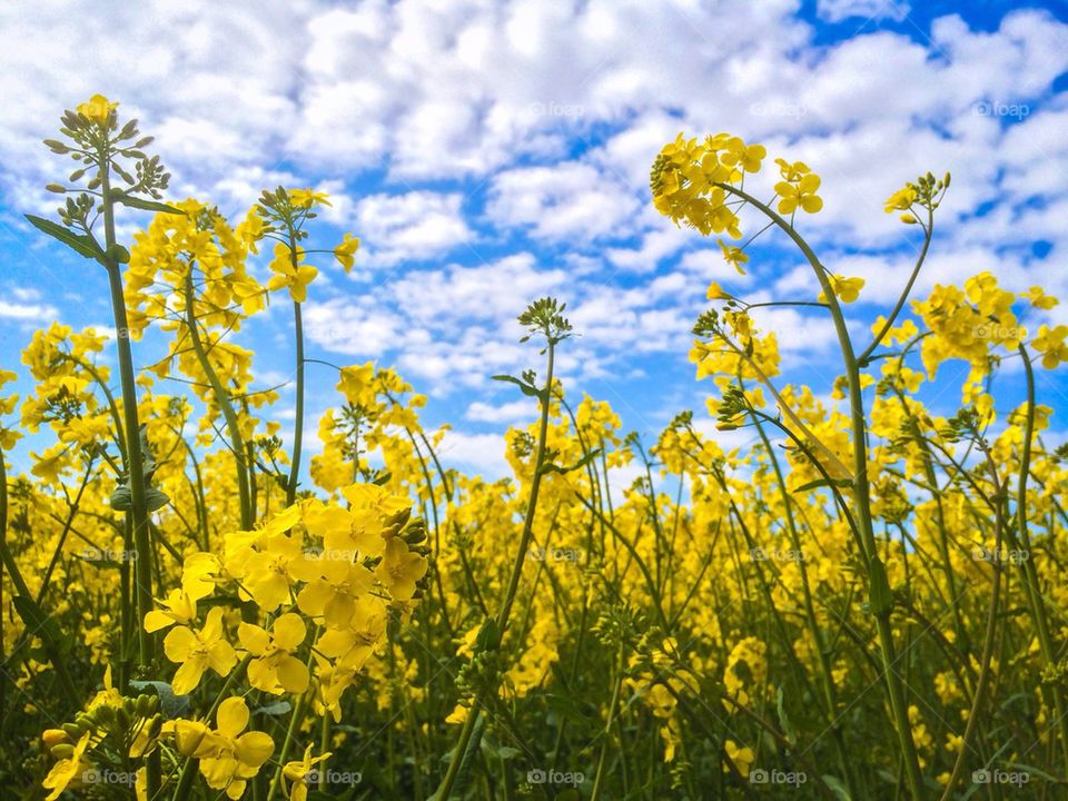 Close-up of oliseed rape field