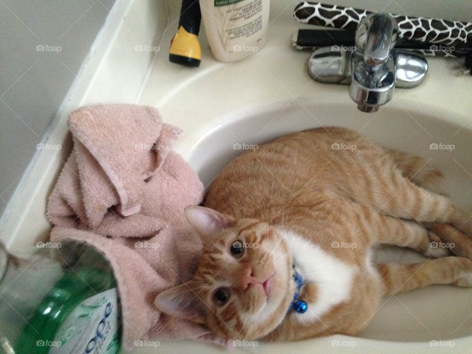 Orange tabby kitten in the sink 