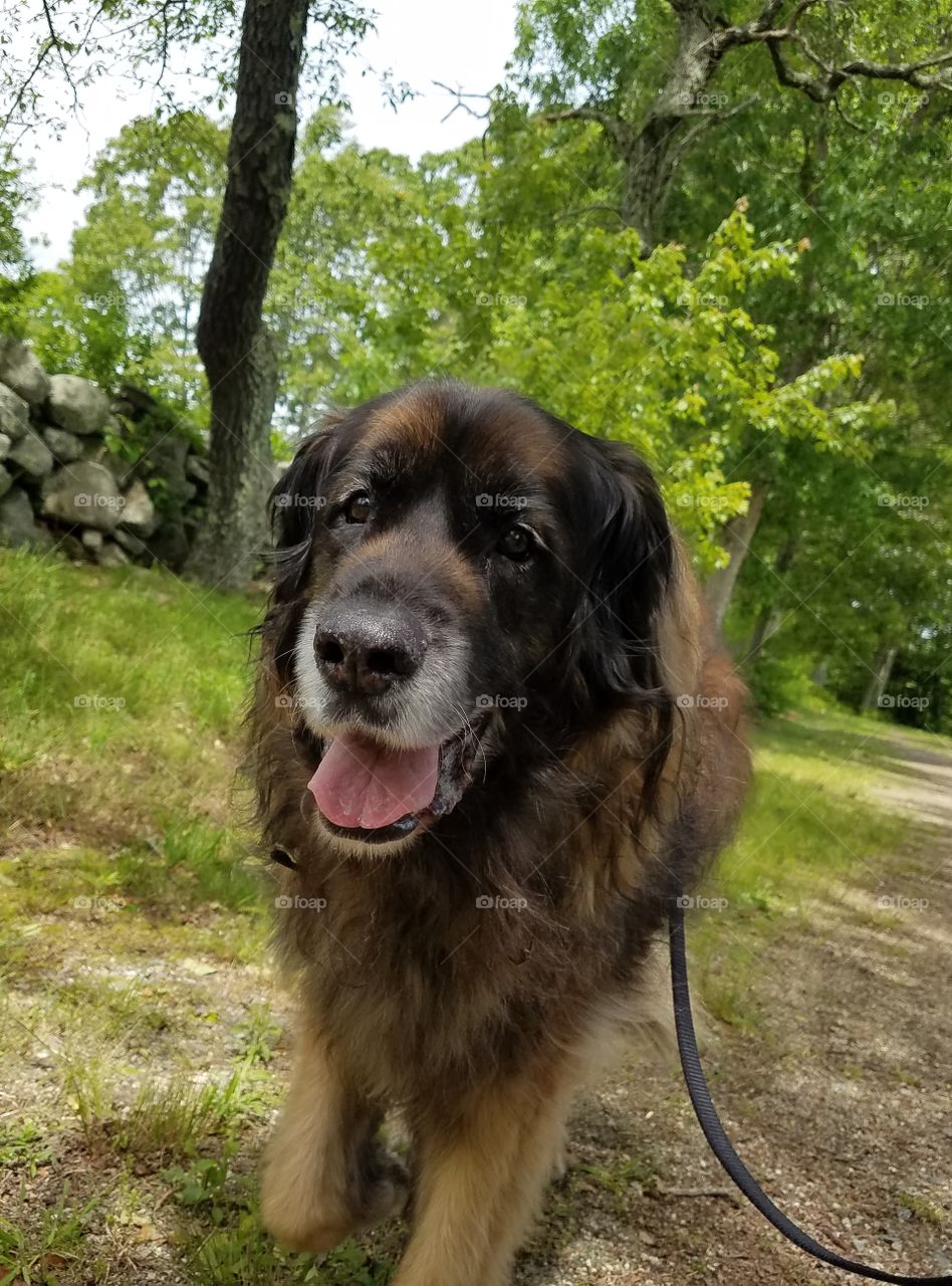 Big senior Leonberger dog on a walk with tongue out on a country road in the summer with trees
