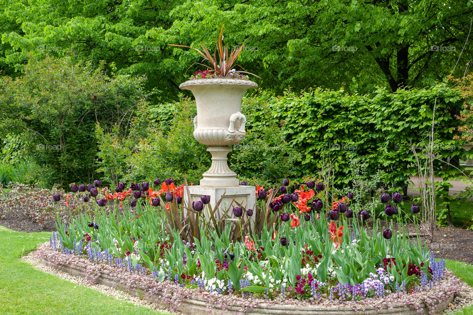 Garden vase in Regent's Park. London. UK. Black tulips.