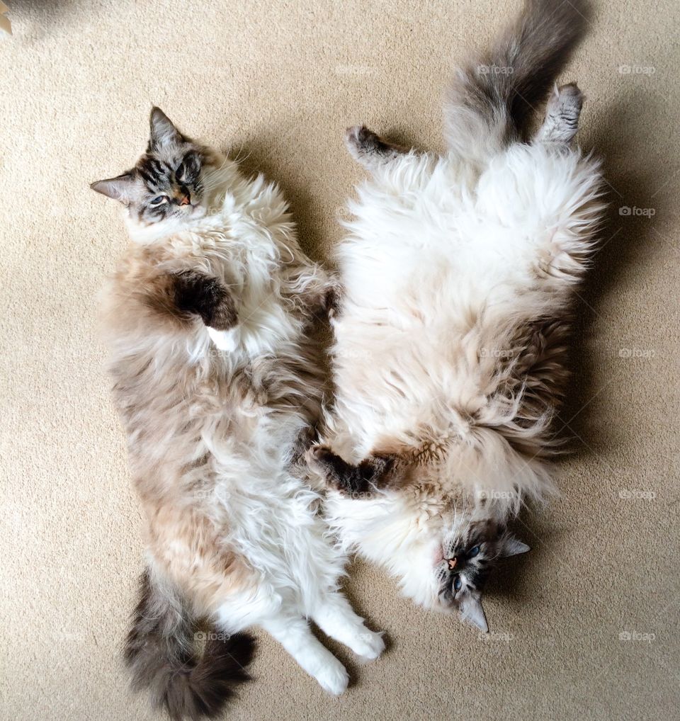 Two brothers. Male Ragdoll pedigree cats laying on carpet together. One Seal lynx tabby mitted and one Seal lynx tabby pointed.