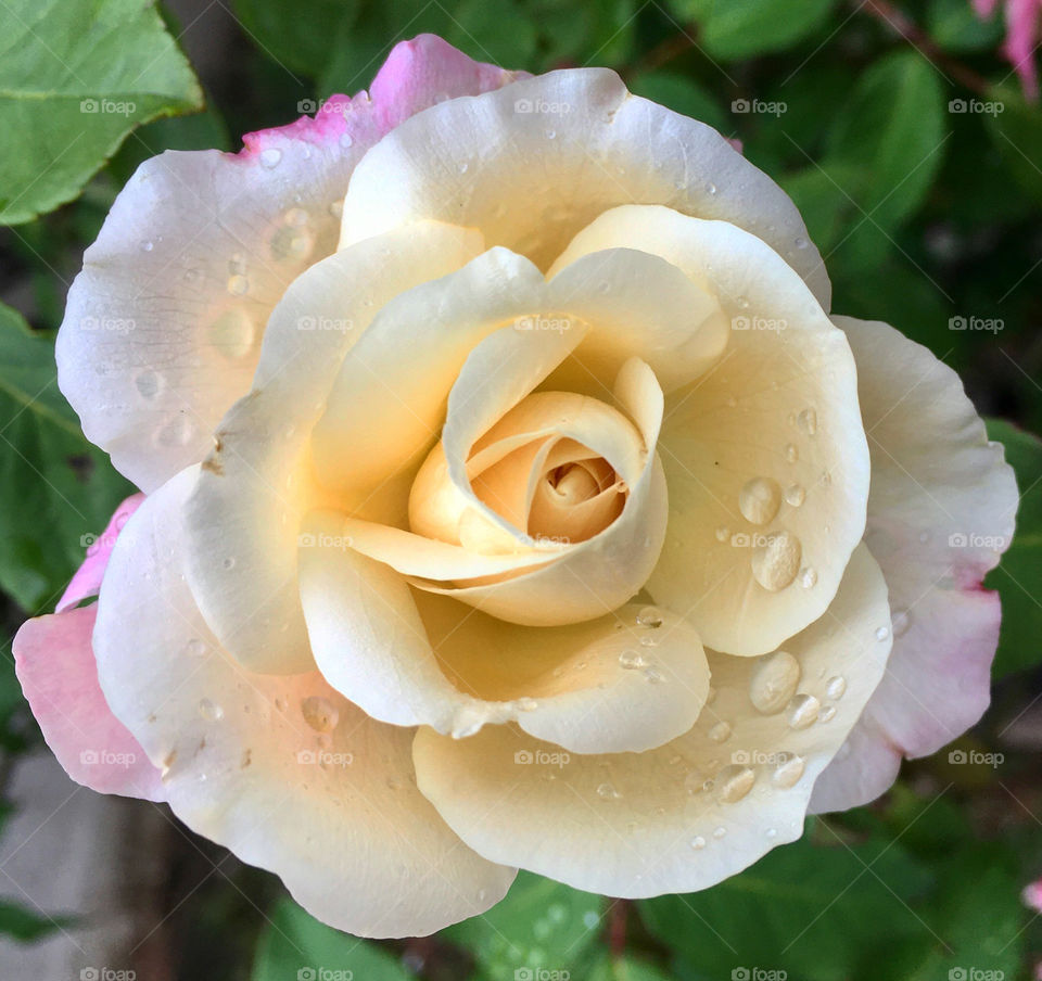 🇺🇸 Very beautiful flowers from our garden!  Look at this rosebud, with its dripped petals. Amazing! / 🇧🇷 Flores muito bonitas do nosso jardim! Vejam só esse botão de rosa, com suas pétalas gotejadas. Incrível!