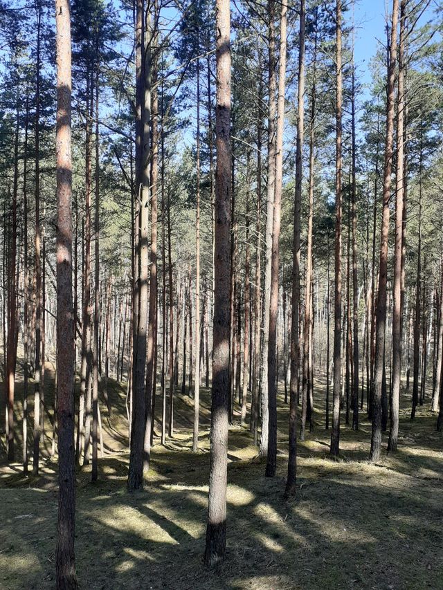 Утро в лесу