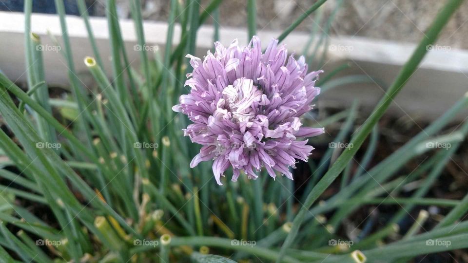 chives flower