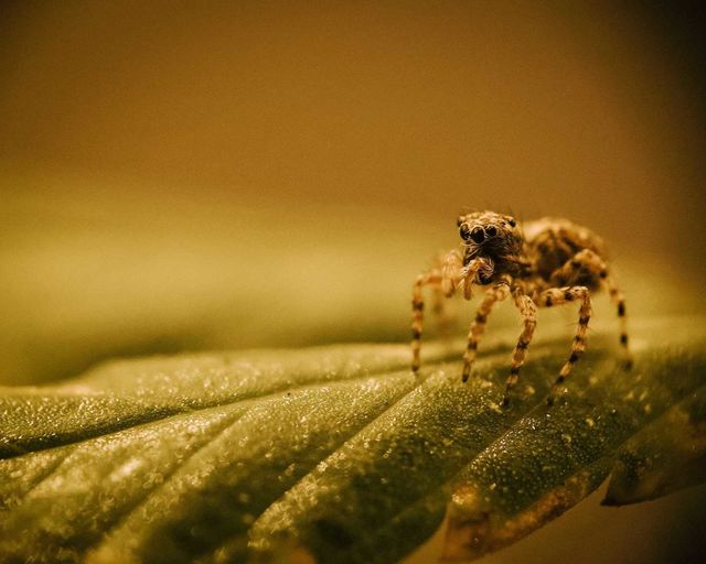 Little tiny jumping spider, under a Yellow light, over a plant leaf, macro detail shot. Beautiful arachnid