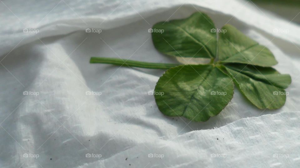 A four leaf clover 