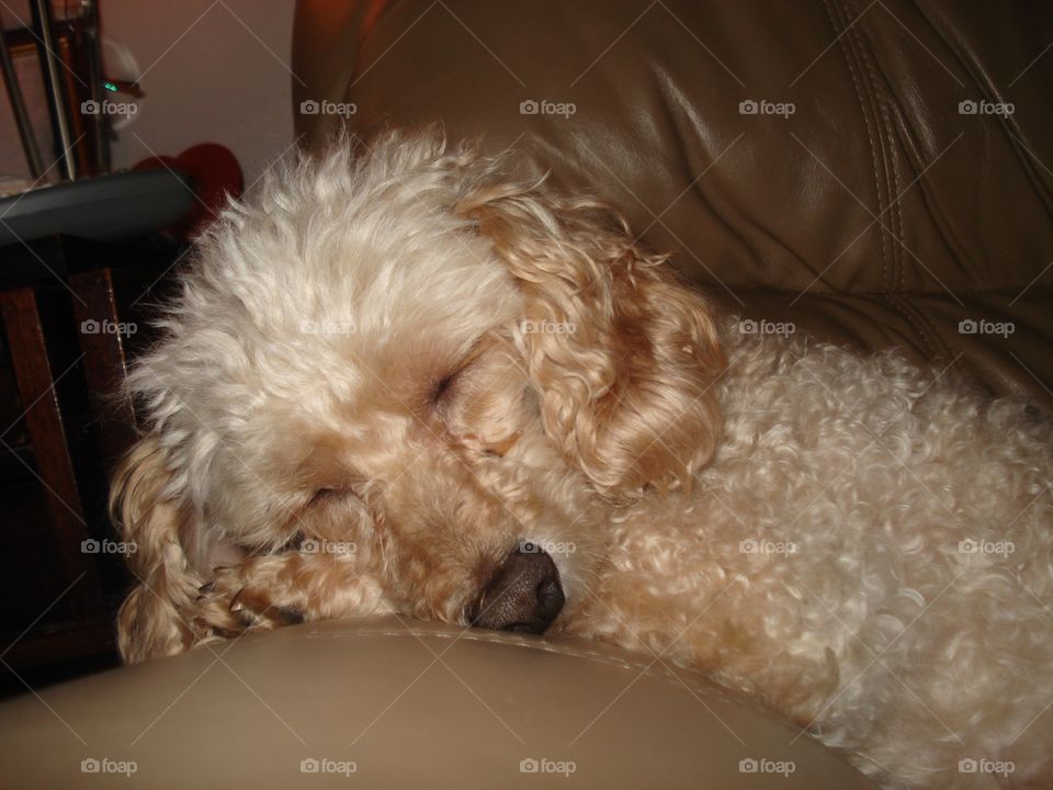 Dogs of the USA, miniature poodle🐩!