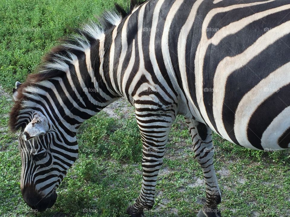 Zebra, Wildlife, Safari, Wild, Nature