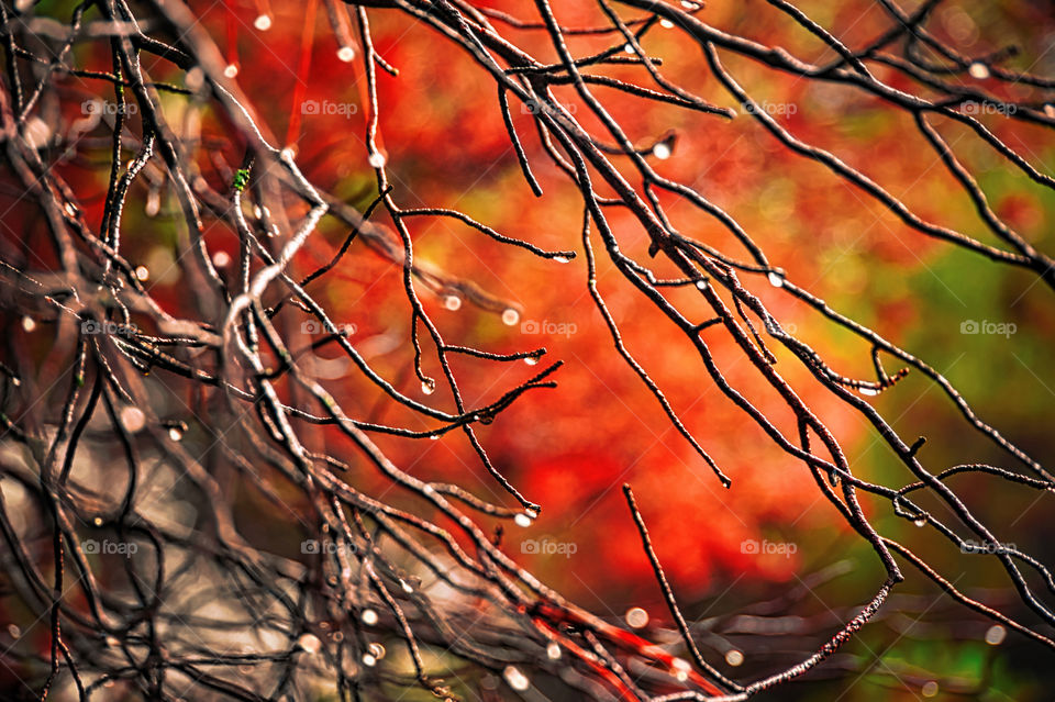 Autumn droplets.