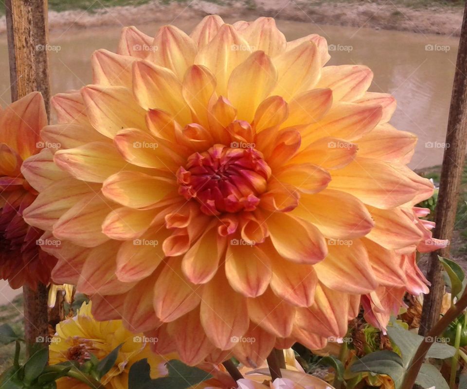 Dahlia flower yellow and red mix it is a seasonal flower