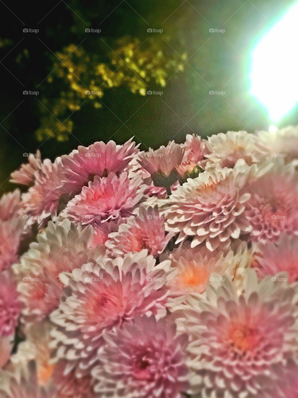 A close up of pink flowers at night, illuminated by a street light 