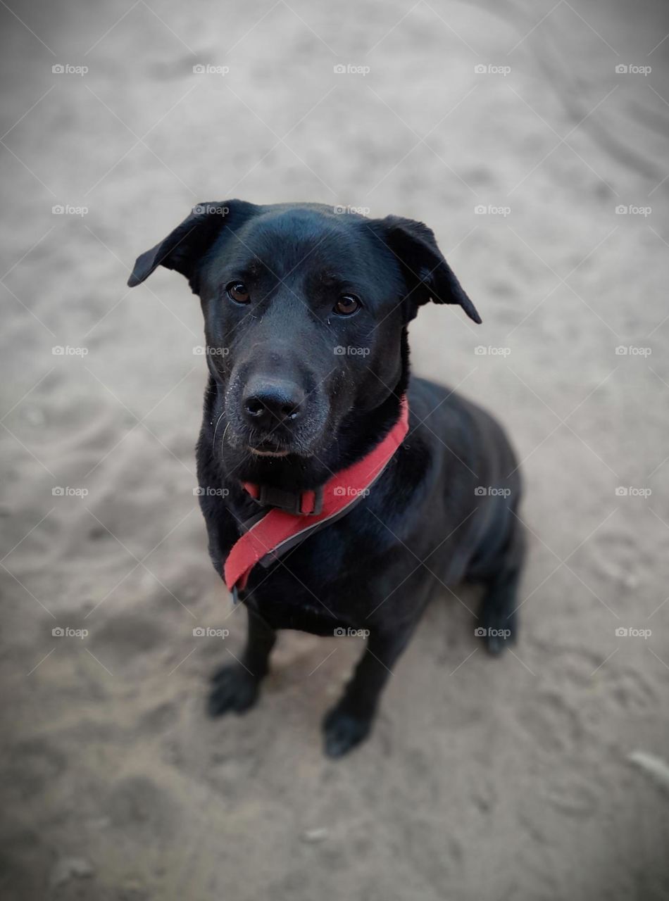 greyness surrounding a black pup, emerged in the colourlessness.  However, it's collar shines true and red.
