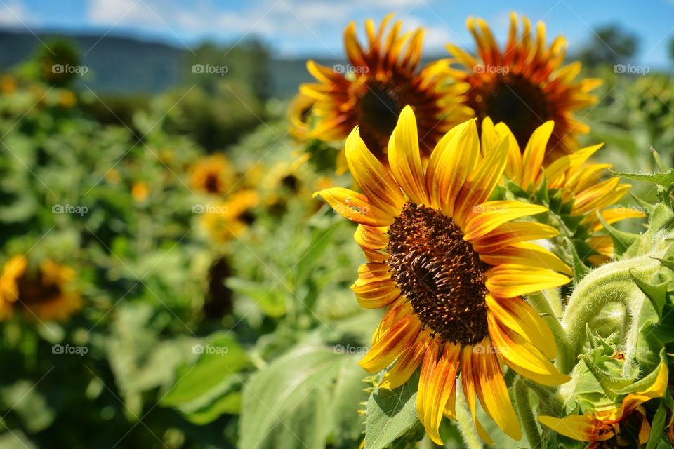 Field of Sunflowers 