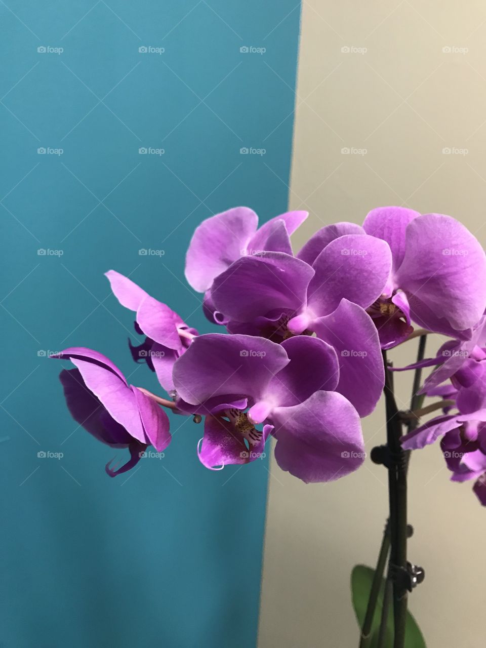 Purple orchid in bloom against teal wall