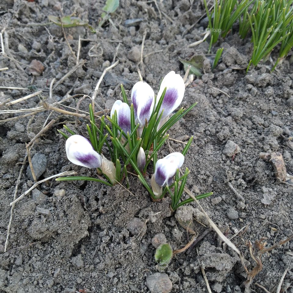 crocuses