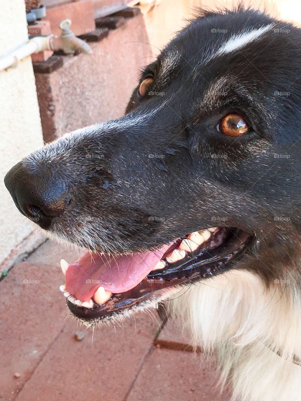 Border collie sheepdog smiling closeup face snout mouth 