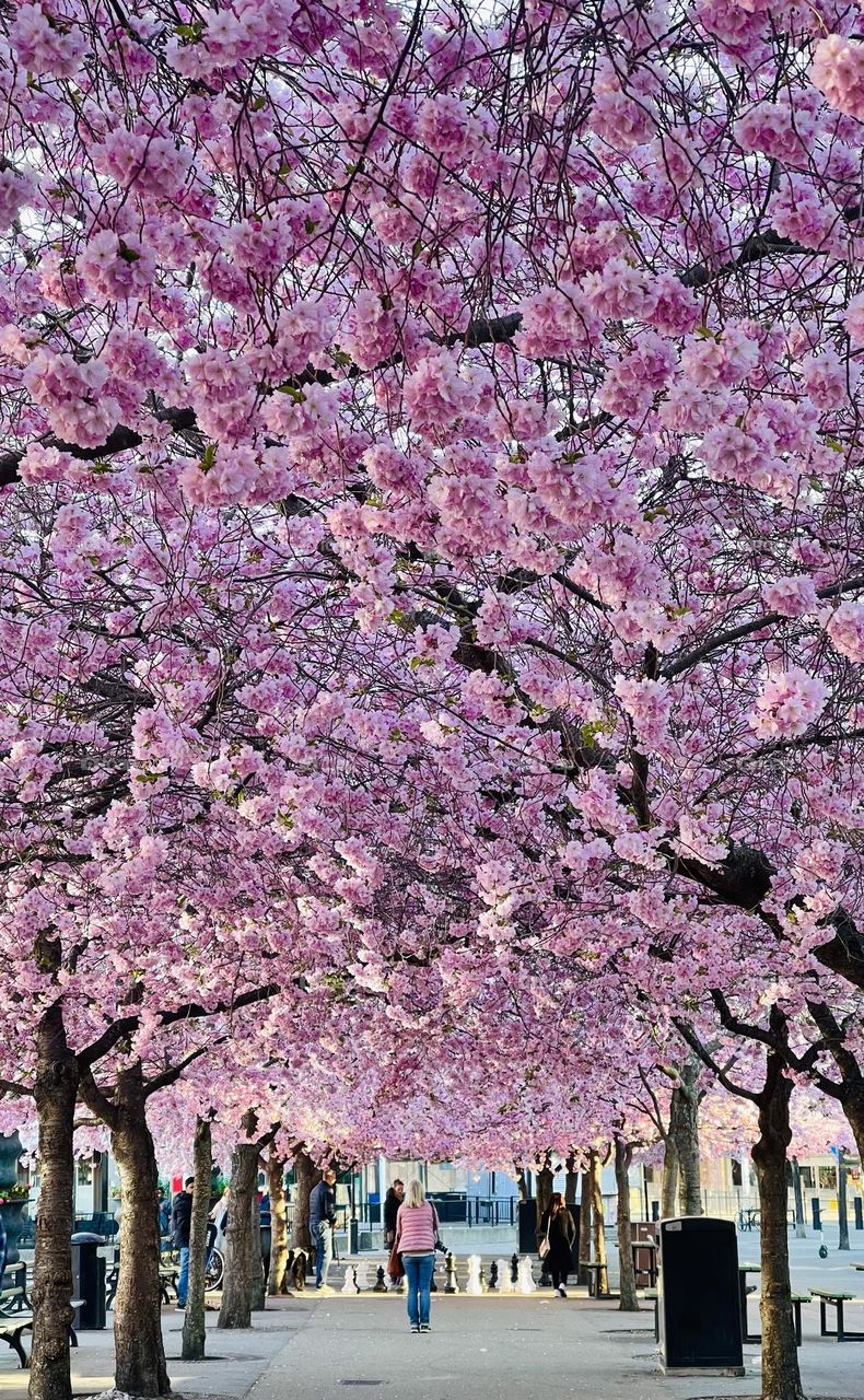 Pink flowers