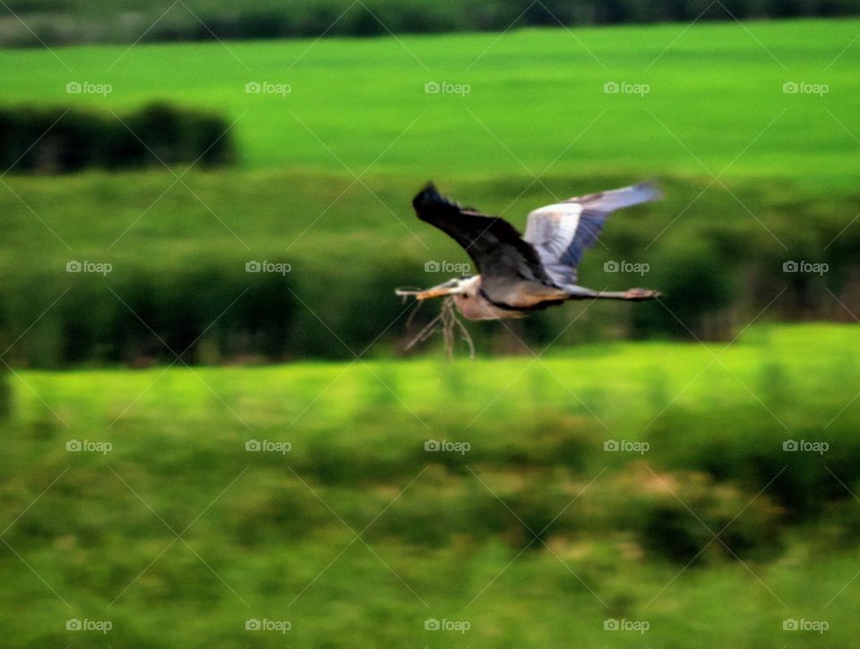 Heron Nesting