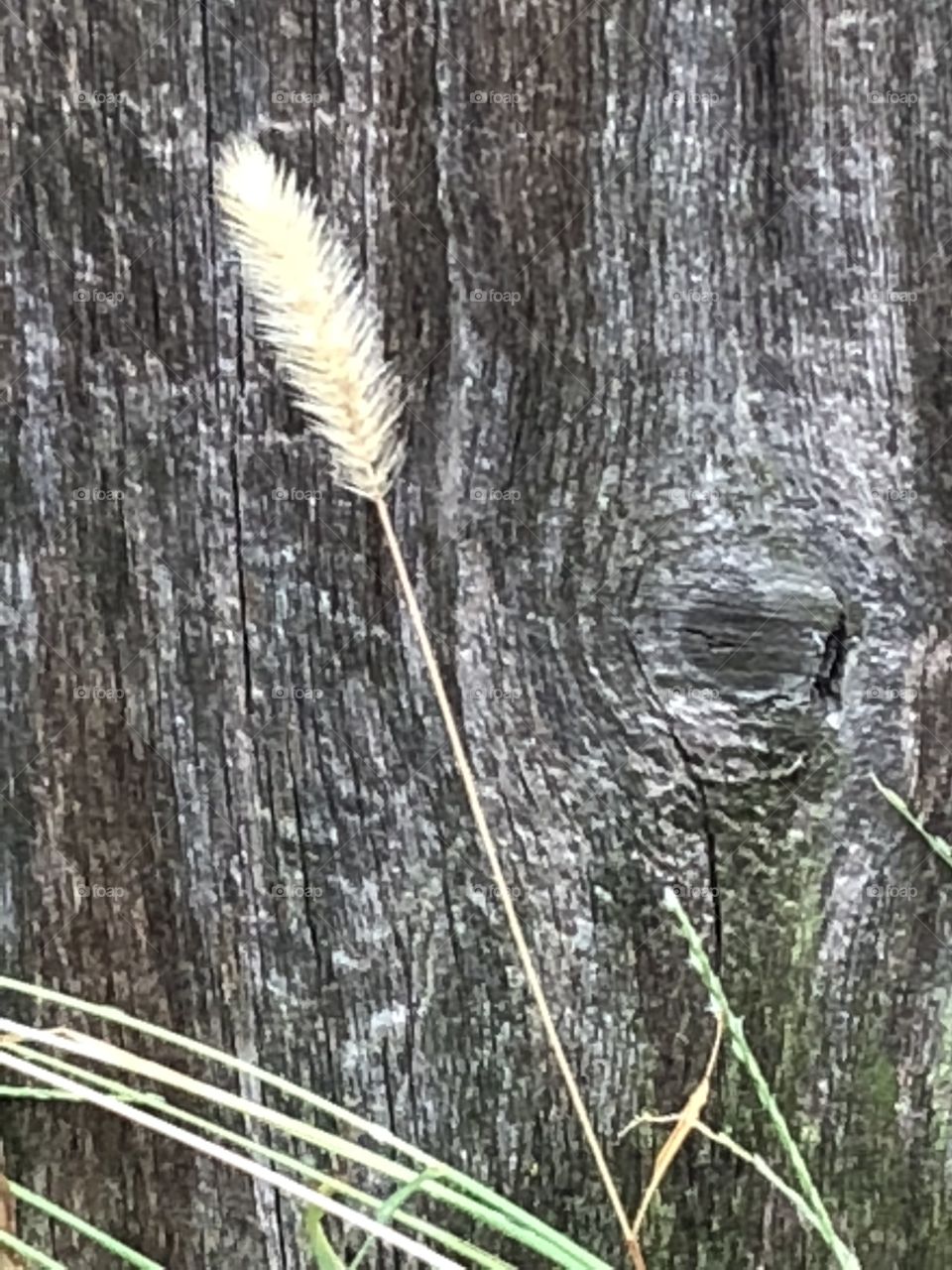 Wood fence and a weed