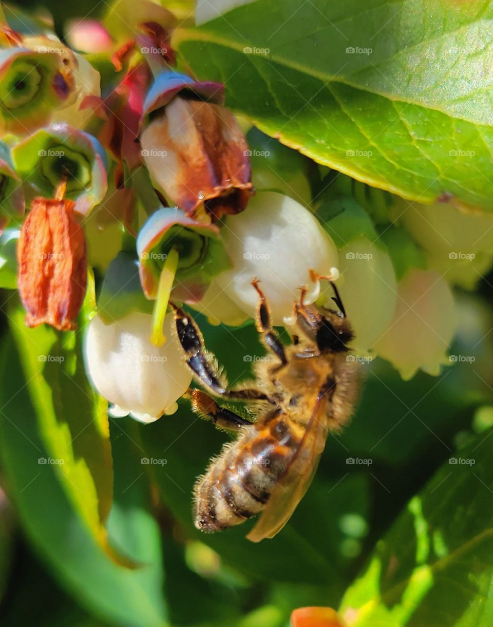 sucking the nector from blueberry blossoms