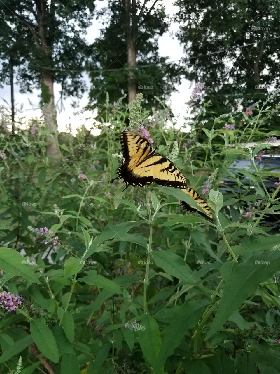 Butterflies